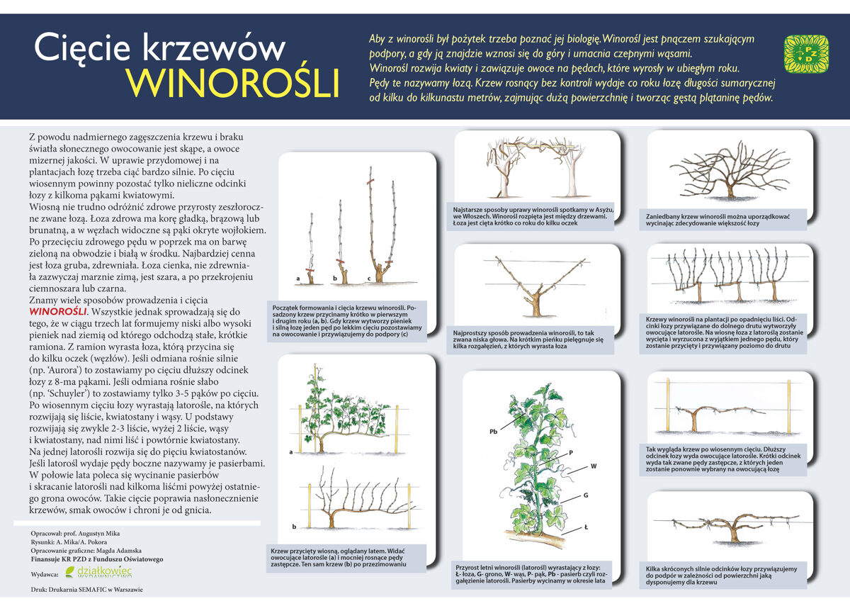 8-ciecie_krzewow_winorosli.jpg